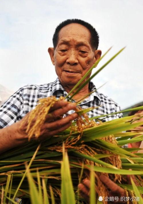 袁隆平下田爆料视频大全,揭秘农业科技发展背后的故事